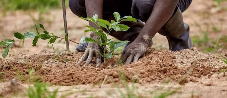 Climate Change: Yobe Plants 1,000 Trees to Fight Desertification